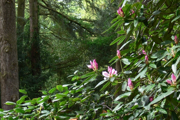 Bois des Moutiers (128) mai 2012
